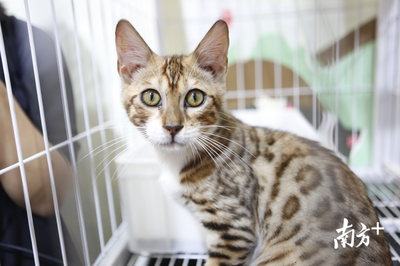 萌寵盛宴 深圳國際寵物展今日火熱開幕，全方位寵物服務點亮愛寵生活