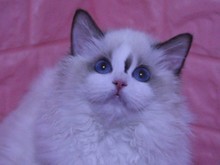 北京布偶貓繁育與互聯(lián)網(wǎng)數(shù)據(jù)服務(wù) 現(xiàn)代寵物業(yè)的雙向融合